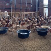 Supri, Pemuda Cirebon yang Menggerakkan Ekonomi Desa.